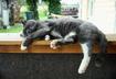 How Your Cat's Behavior May Change with Age