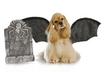 #1 Winged Dog