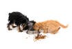 7 Ways Cats Are Not Small Dogs