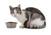 Ingredient Quality of Cat Food
