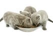 1. Picking the Right Cat Food