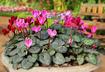 10. Cyclamen