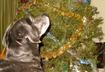 #1 Tinsel
