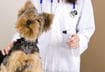 #1 Consult Your Veterinarian