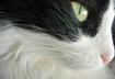 # 2 X-Ray Eyes