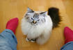 #9 Birman