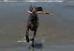 Top Ten Water Sports for Dogs
