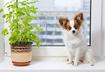 #1 Odor Neutralizing Plants