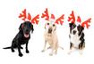 #1 Reindeer Antlers
