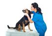 #10 Train Your Pet to Tolerate It
