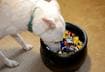 #10 Trick-or-treat candies are not for pets