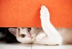 Why MyBowl for Cats?