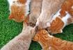 AAFCO Statements on Cat Food