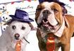 #1 Host a Dogs-only Costume Party 
