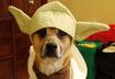 #2 Yoda Dog