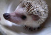 #4 Hedgehogs
