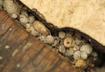 3. Pupae