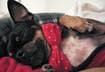 Five Valentine's Day Safety Tips for Your Pets