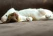 #1 Get To Know Your Cat