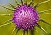 5. Milk Thistle