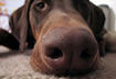 #8 Sniffing Out the Truth