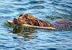 #10 Water Retrieval