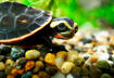 #2 Turtles
