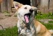 #9 Don't leave pets out in the yard on Halloween
