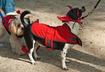 #2 Arrange a Neighborhood Halloween Pet Parade 