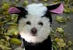 #3 Skunk Dog