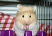 #5 Hamsters