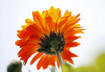 2. Calendula Flowers