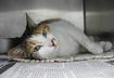 Top Ten Reasons You Should Adopt a Cat