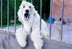 Top Five Resources for Unruly Dogs