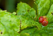 4. Goldenseal