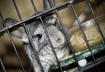 #3 Chinchillas