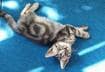 #6 American Shorthair