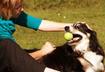#8 Make Doggy Day Trips to the Park