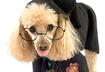 #4 Harry S'potter