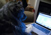 Top Ten Things You Should Know About Pet Insurance