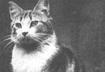 #3 Faith, the Faithful Church Cat 