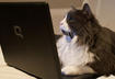 8. Read the terms and conditions of the pet insurance plan.