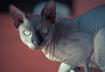 #10 Sphynx