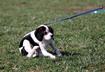#5 Professional Pet Associations