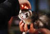 #9 Ferrets