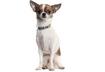 #4 Personalized Dog Collar