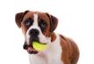 #7 Fetch Races