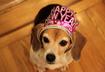 Top Ten Resolutions for Your Pet