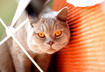 #5 British Shorthair