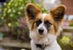 Five Herbs to Improve Your Dog's Health